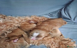 Cavapoo dogs for sale: Adorable cavapoo puppies - Image 7