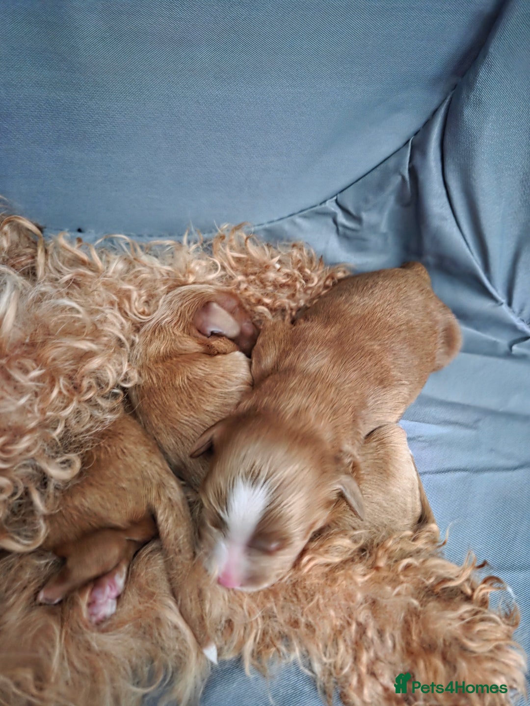 Cavapoo dogs for sale: Adorable cavapoo puppies - Image 7