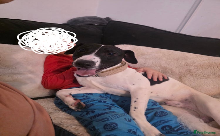 Mixed Breed dogs - Advert 1