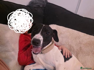 Mixed Breed dogs - Advert 15