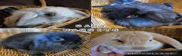 Mini Lion Lop rabbits for sale: READY THIS WEEKEND! Mini Lion Lop Baby Rabbits! - Advert 1