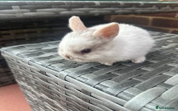 Netherland Dwarf rabbits for sale: 4 gorgeous netherland dwarfs babies - Image 5