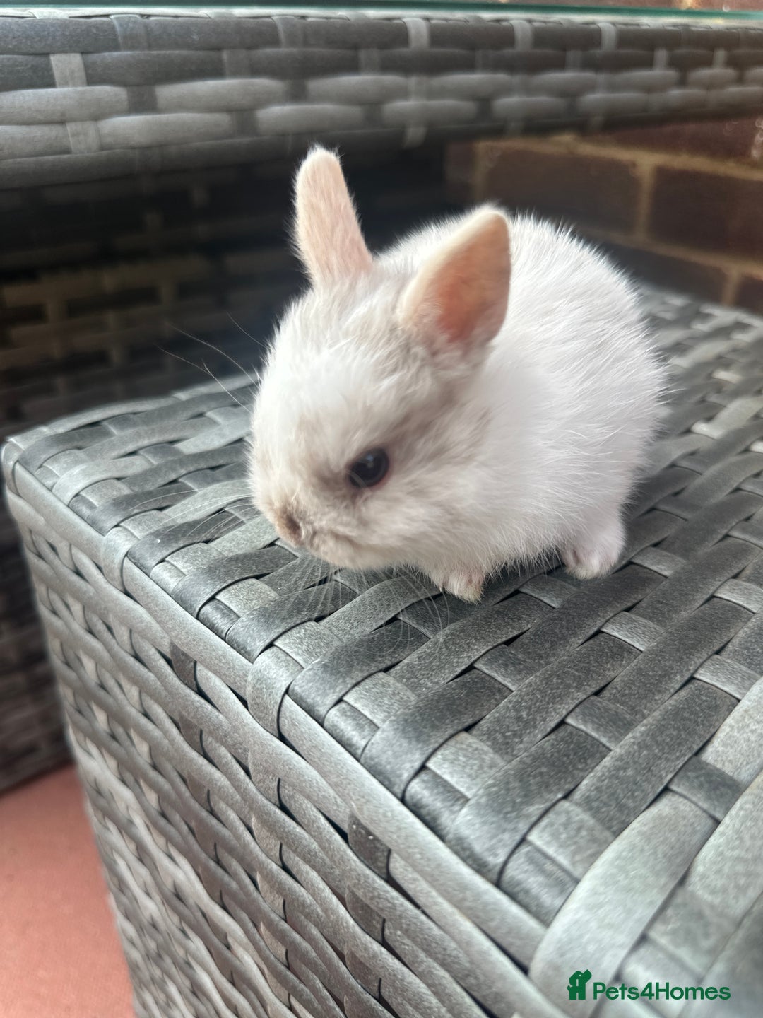 Netherland Dwarf rabbits for sale: 4 gorgeous netherland dwarfs babies - Image 5