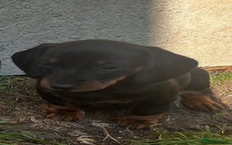 Dachshund dogs for sale: Mini dachshund puppies - Image 7