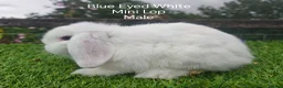 Mini Lop rabbits for sale: Various Mini Lop youngsters  - Advert 4