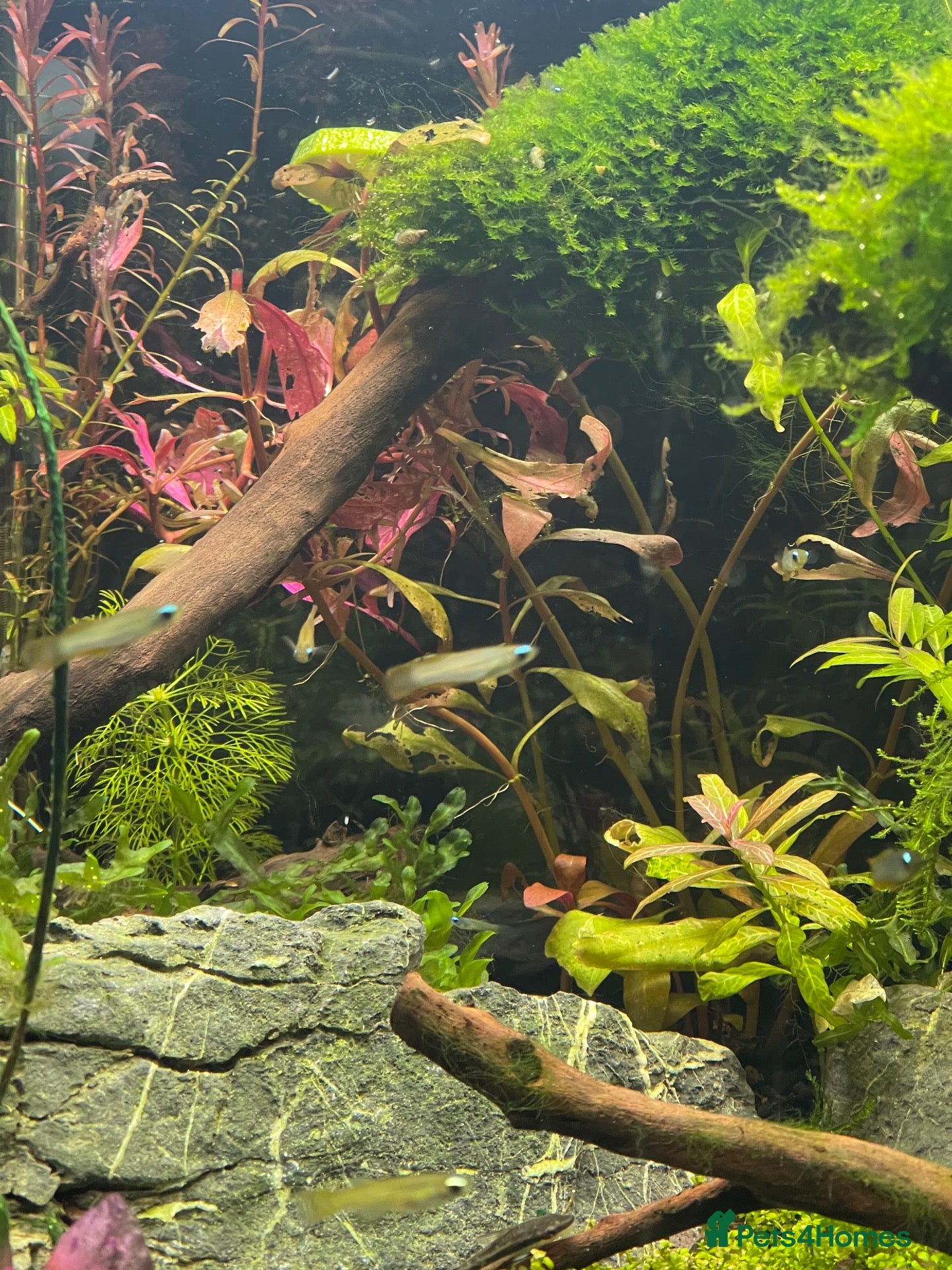 Tetras fish for sale: Norman Lampeyes  - Advert 7