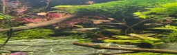 Tetras fish for sale: Norman Lampeyes  in Bristol - Advert 1