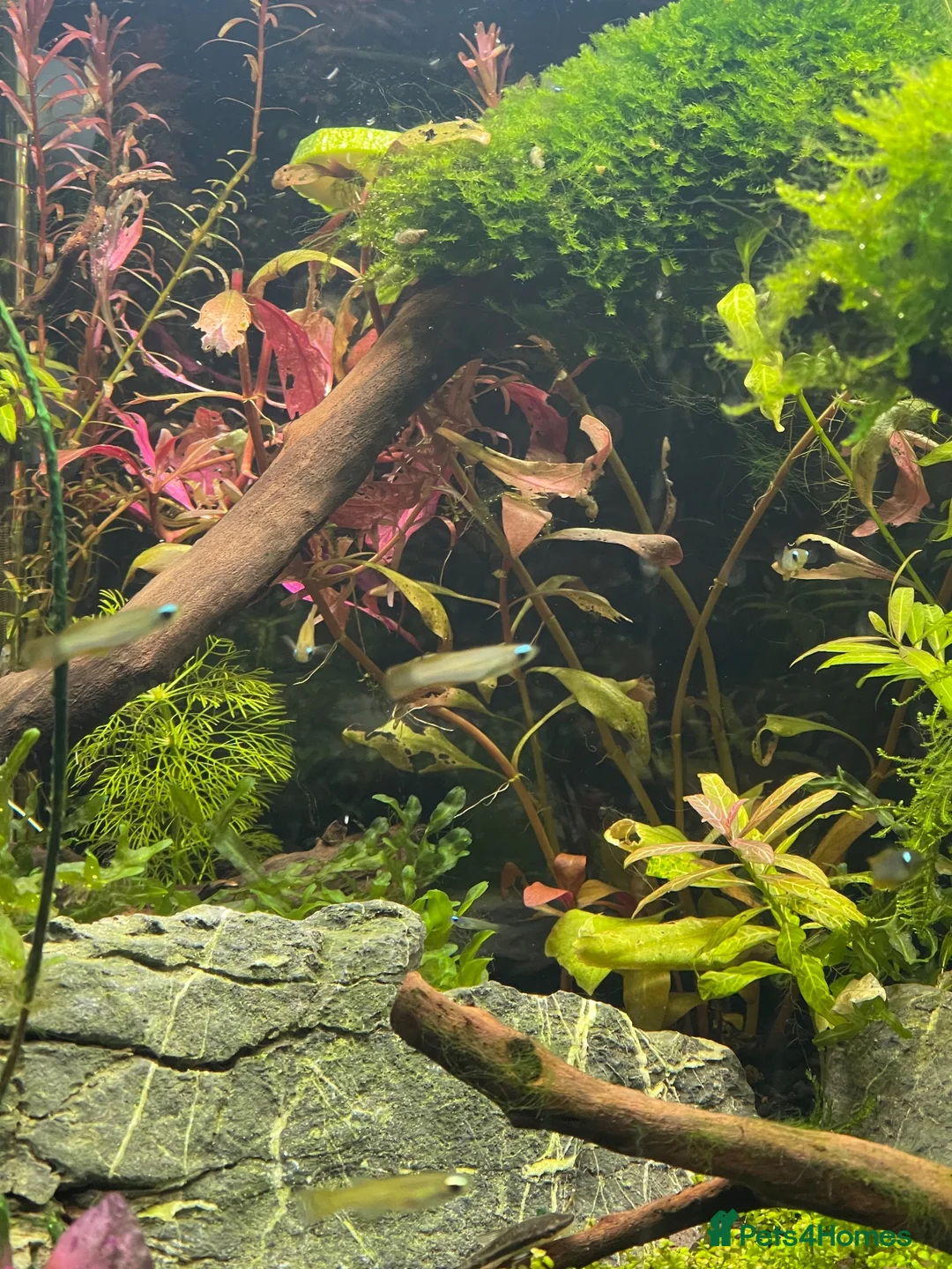Tetras fish for sale: Norman Lampeyes  in Bristol - Advert 1