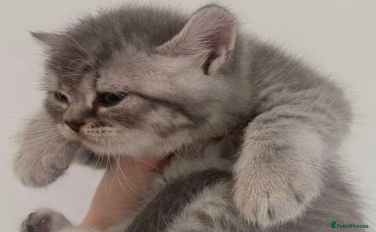 British Shorthair cats - Advert 11