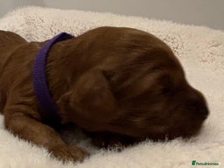 Cavapoo dogs - Advert 4