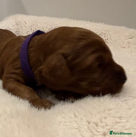 Cavapoo dogs - Advert 1