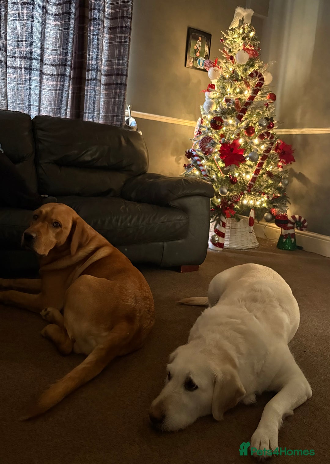 Goldador dogs for sale: Goldador Mix Puppies for sale - Advert 5