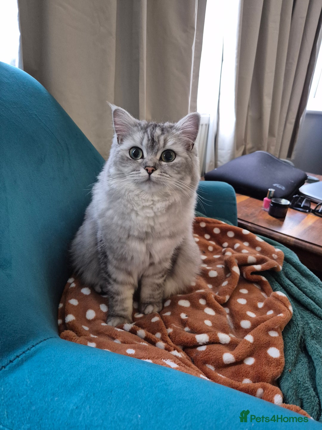 Mixed Breed cats for sale: Ragdoll/Chinchilla Cat for sale - indoor  - Image 1