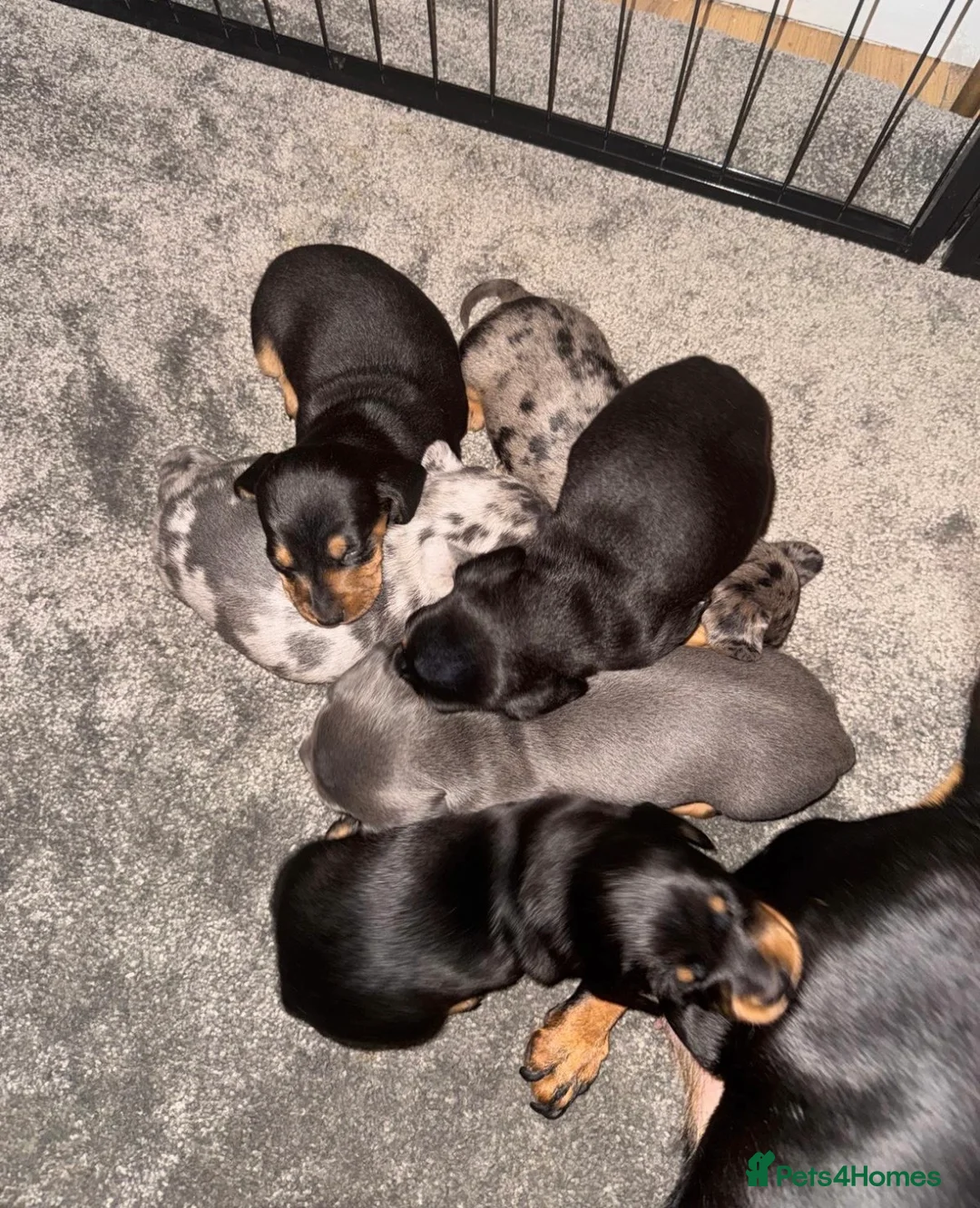 Miniature Dachshund dogs for sale: Beautiful colours, KC reg, PRA clear - Advert 1