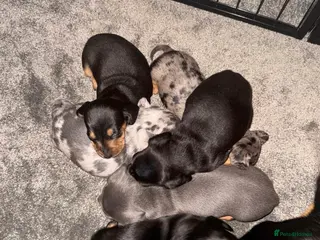 Miniature Dachshund dogs Beautiful colours, KC reg, PRA clear - Advert 1