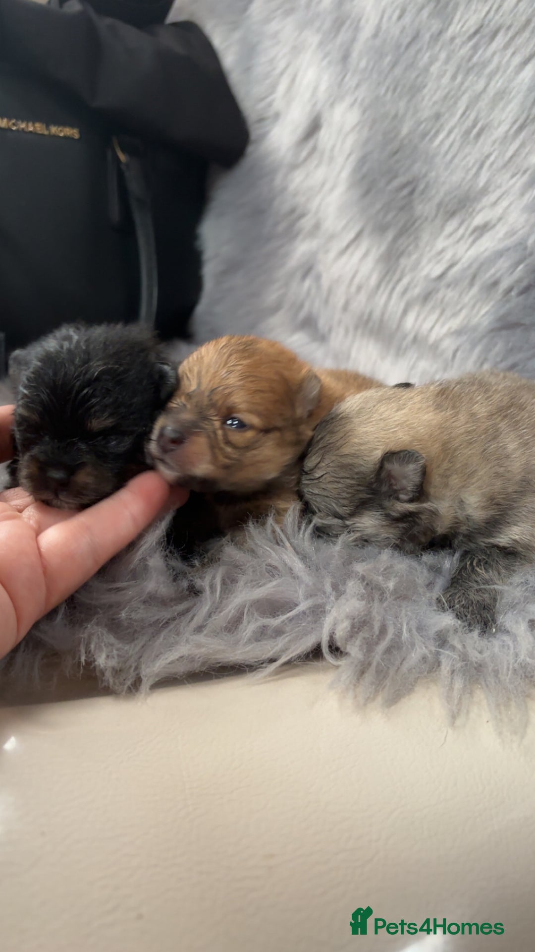 Pomeranian dogs for sale: Pomeranian  - Image 1