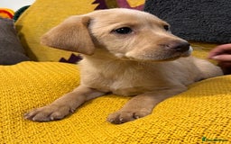 Labrador Retriever dogs for sale: Stunning Labrador puppies - Image 9