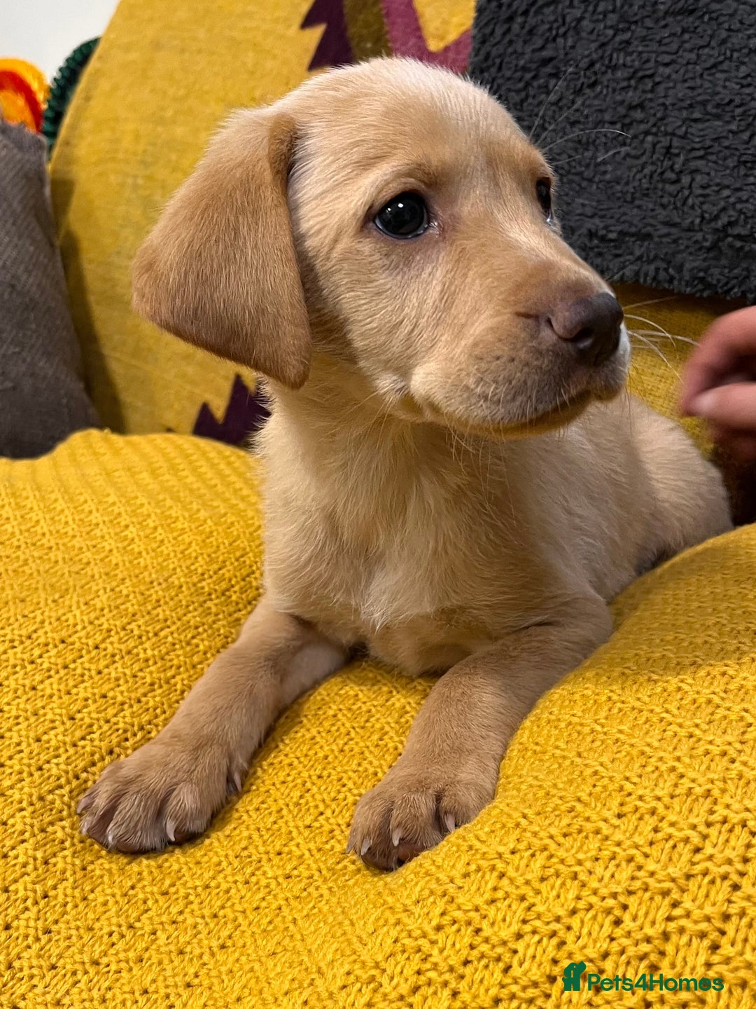 Labrador Retriever dogs for sale: Stunning Labrador puppies - Image 9