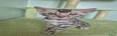 Silver Bengal kitten 