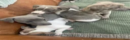 Whippet dogs for sale: Stunning Litter of KC Whippet Puppies - Advert 3