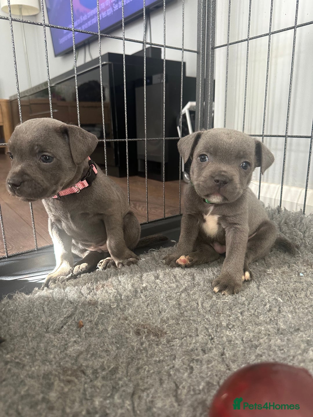 Staffordshire Bull Terrier dogs for sale: Stunning Blue staffy KC Registered Bullscaff Pups - Image 5