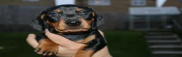 Dachshund dogs for sale: 7 dachshund pups for sale in Bradford - Advert 7