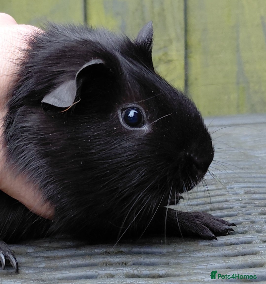 Guinea Pig rodents for sale: 3 male baby piggies for sale - Advert 9