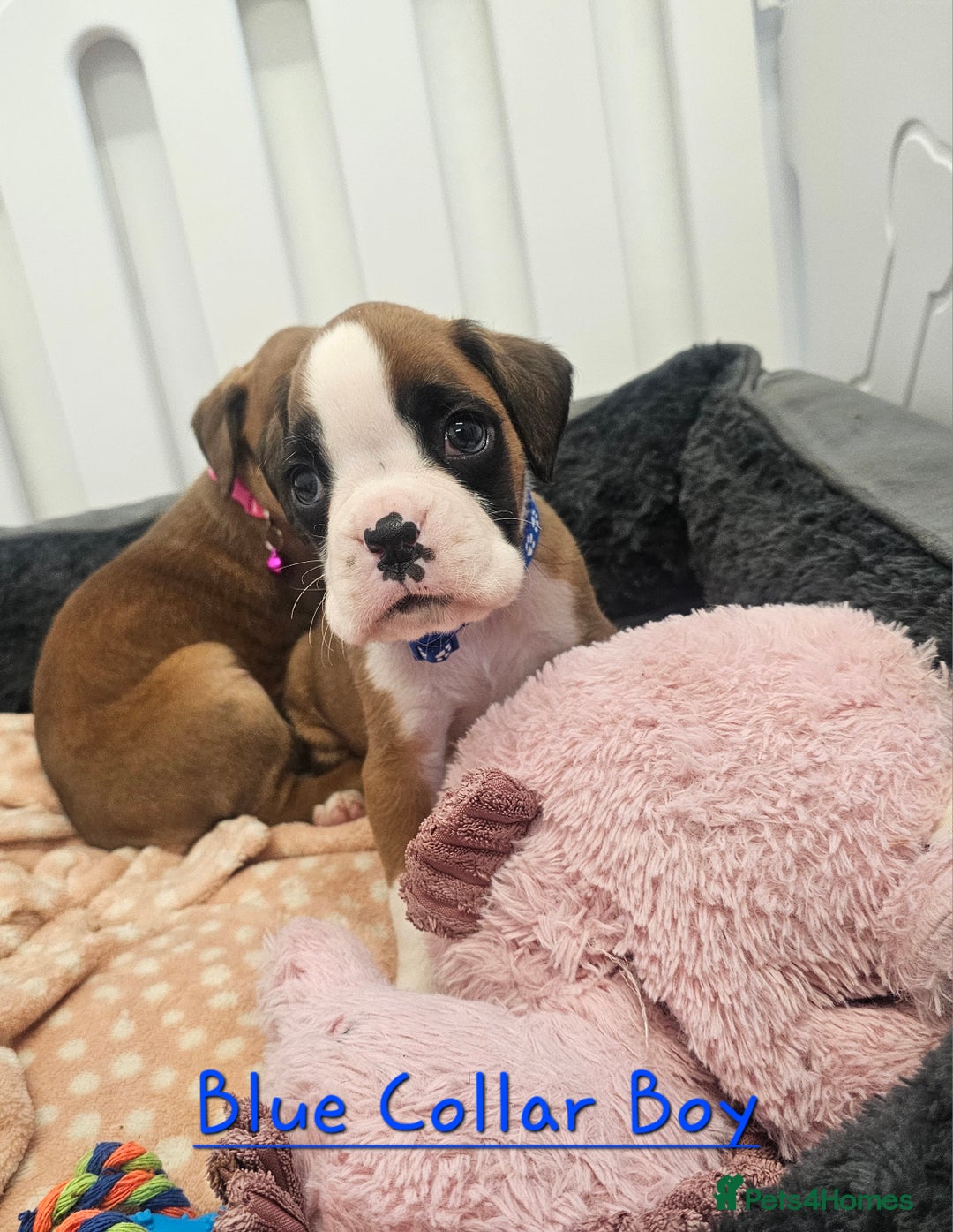 Boxer dogs for sale: Beautiful KC Registered Boxer Puppies - Advert 6