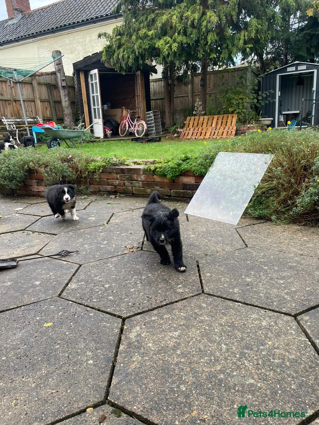 Border Collie dogs for sale: 🏡 Smart, Sweet Border Collie Pups Await You!" - Image 29