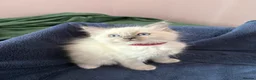 Ragdoll cats for sale: RAGDOLL kittens 3xBOYS, 3xGIRLS - Advert 19
