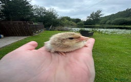 Chickens poultry for sale: Welsummer and Cream Legbar Chicks  - Image 2