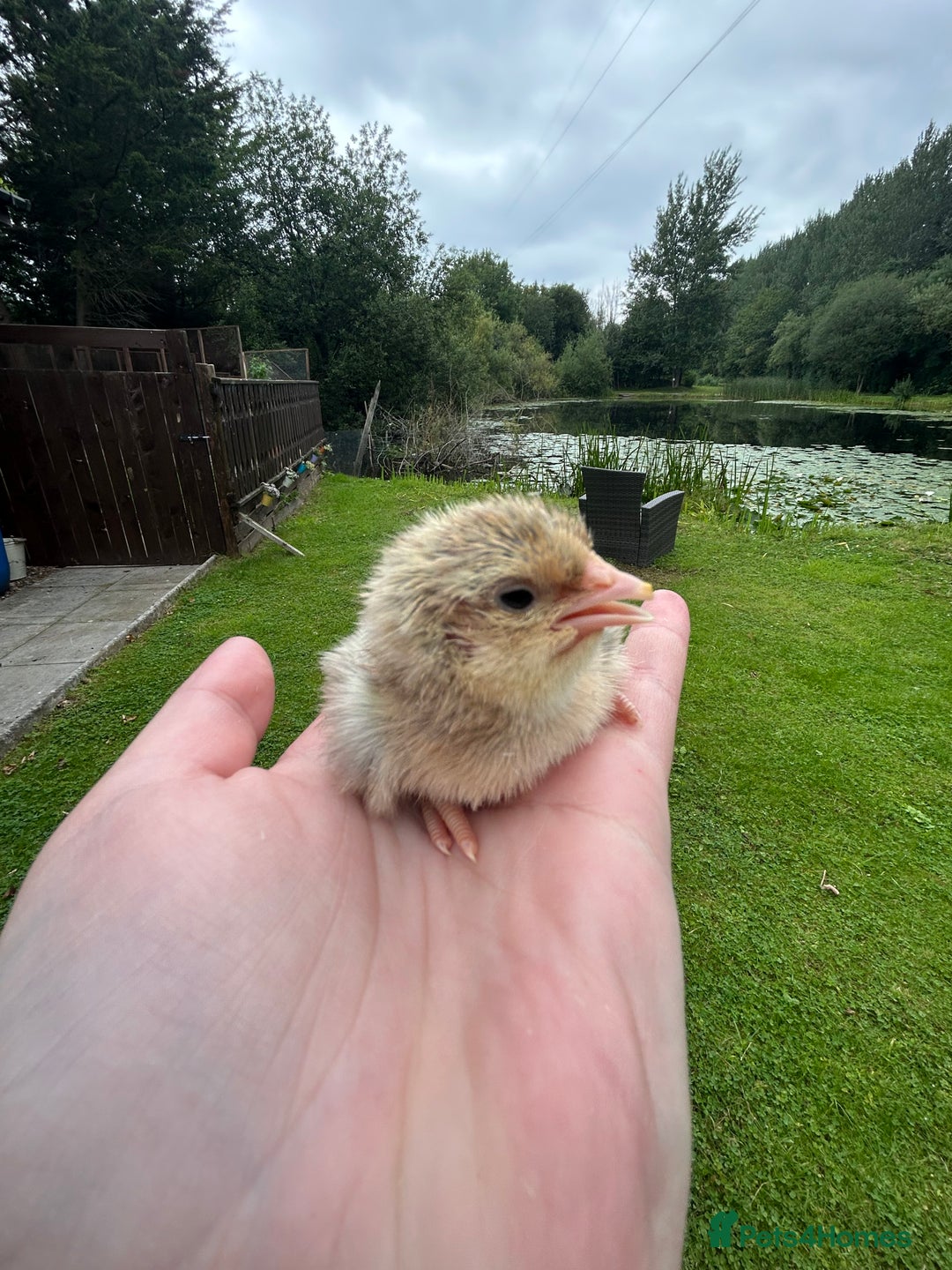 Chickens poultry for sale: Welsummer and Cream Legbar Chicks  - Image 2