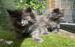 Maine Coon cats for sale: 🔥 TICA Maine coon kittens 🔥  READY NOW 💕💕 - Image 7