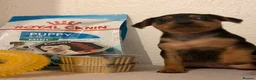 Mixed Breed dogs for sale: Beautiful Black & Tan Miniature Pinscher Puppies - Advert 12