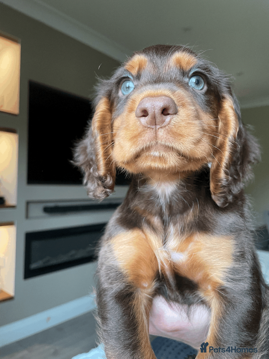 Cocker Spaniel dogs for sale: Cocker Spaniel Pups Outstanding Pedigree Lines! - Advert 20