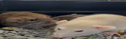 Rat rodents for sale: 3 sweet girls with cage etc. all new!  in Littlehampton - Advert 1