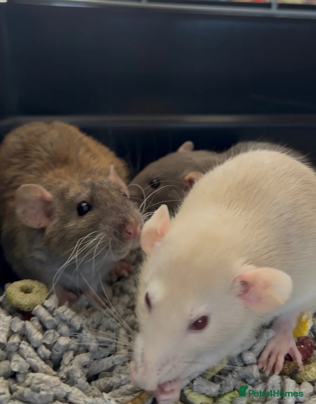 Rat rodents for sale: 3 sweet girls with cage etc. all new!  in Littlehampton - Advert 1