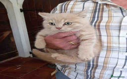 British Shorthair cats for sale: Cream Friendly kitten - Image 4