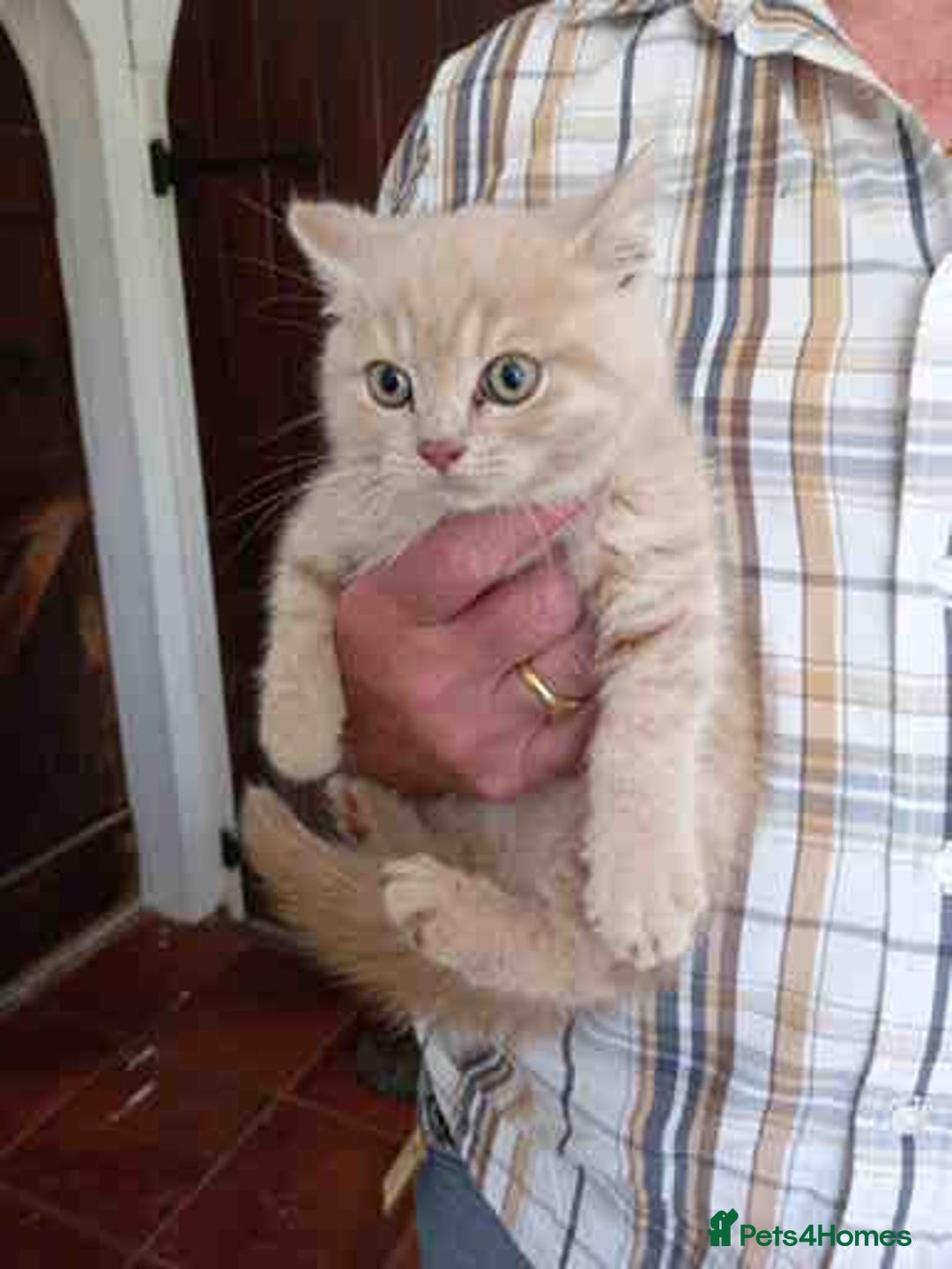 British Shorthair cats for sale: Cream Friendly kitten - Image 4
