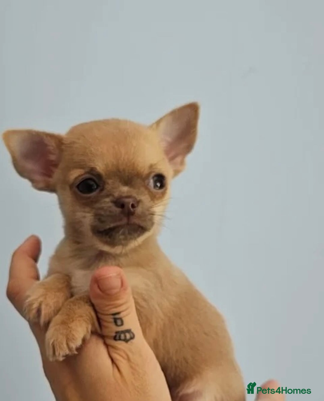 Chihuahua dogs for sale: Gorgeous little chihuahuas for loving home  - Image 3