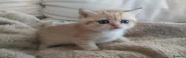 TICA Registered Golden British Shorthair Girl kitten