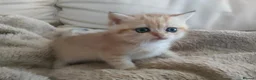 British Shorthair cats for sale: Intelligent Girl Golden British Short Hair Kitten  - Advert 9