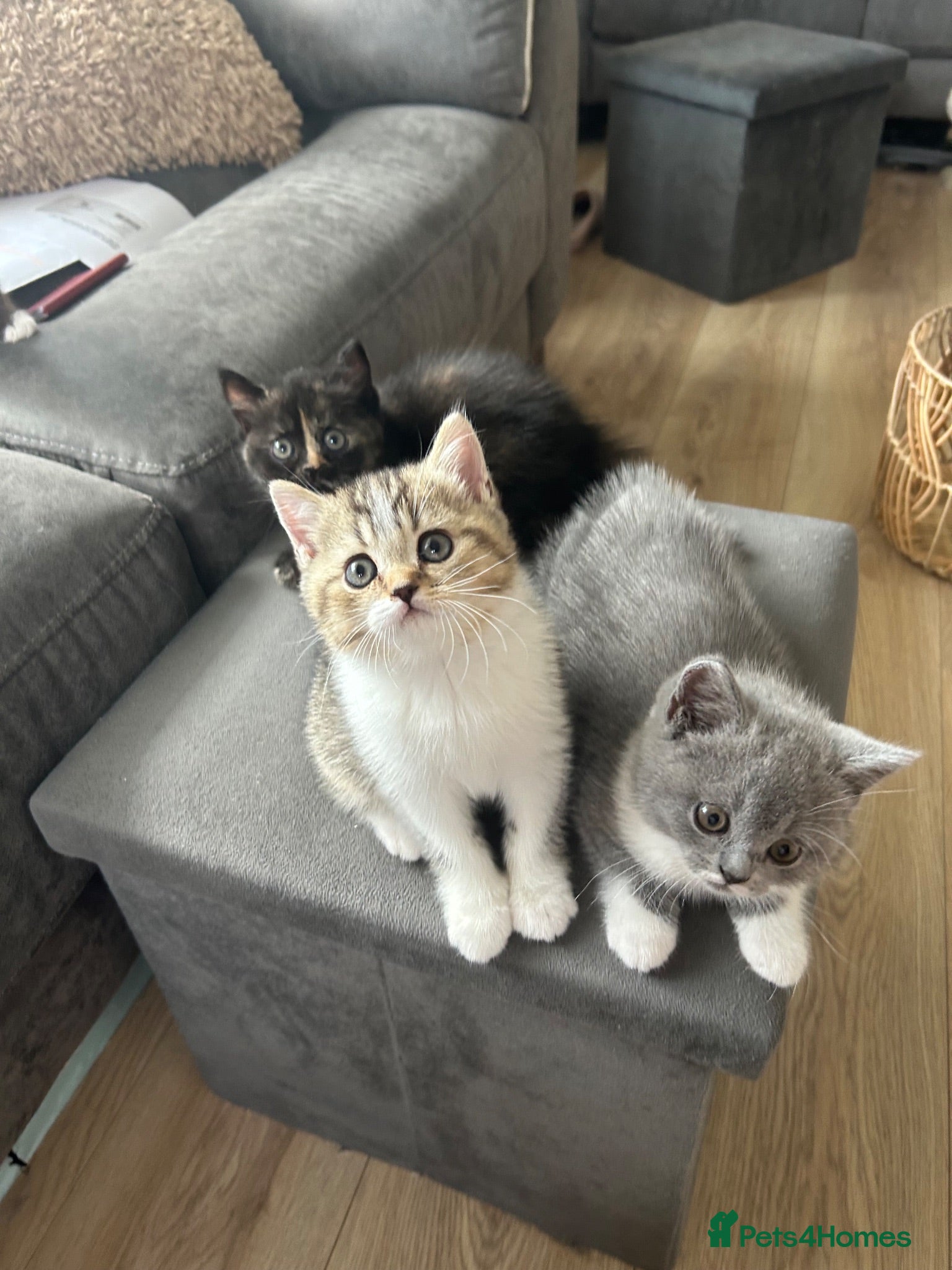 British Shorthair cats Cute BSH Kittens  - Advert 2