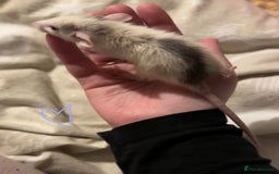 Rat rodents for sale: Baby rats ready now - Image 4