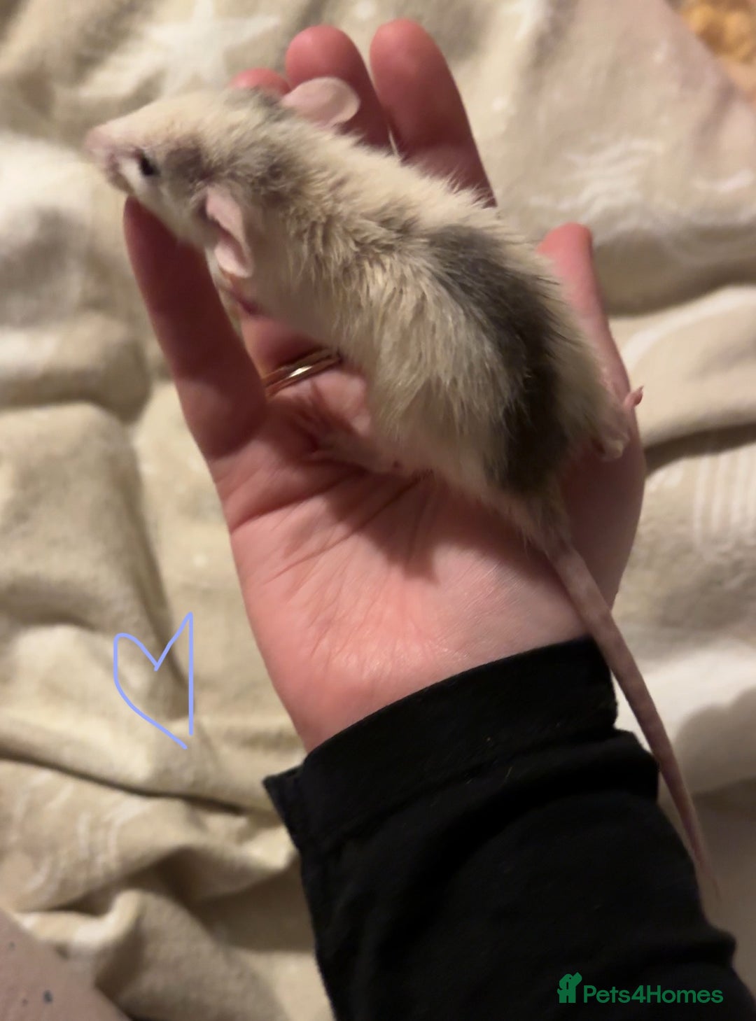 Rat rodents for sale: Baby rats ready now - Image 4
