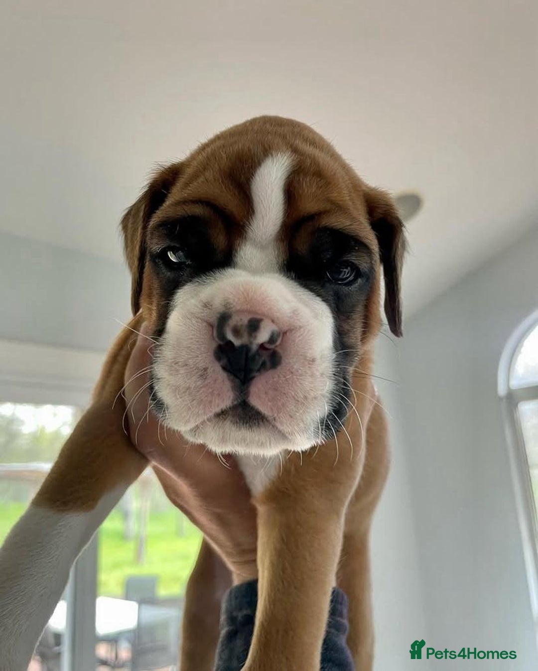 Boxer dogs for sale: Stunning beautiful Boxers - Advert 4