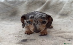 Miniature Dachshund dogs for sale: Gorgeous miniature Dachshund rainbow litter - Image 8