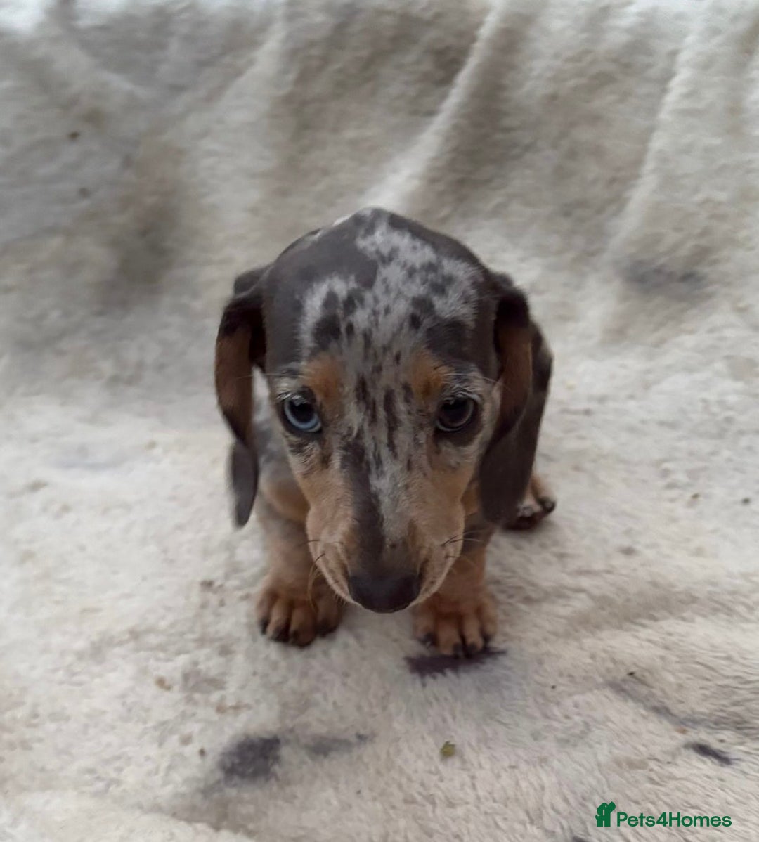 Miniature Dachshund dogs for sale: Gorgeous miniature Dachshund rainbow litter - Image 8