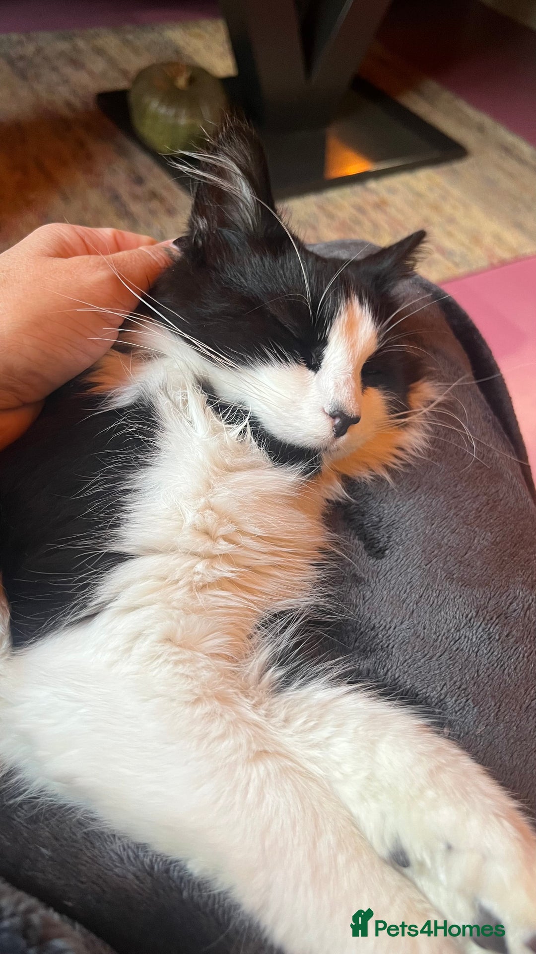 Mixed Breed cats for sale: Beautiful loving cat  - Advert 3