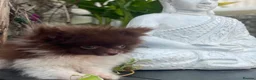 Pomeranian dogs for sale: Chocolate Parti Pomeranian  - Advert 5